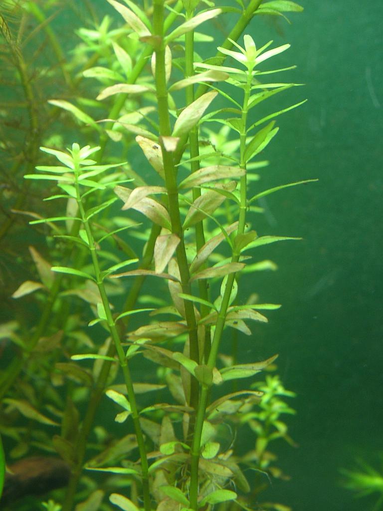 Aqua 029.jpg